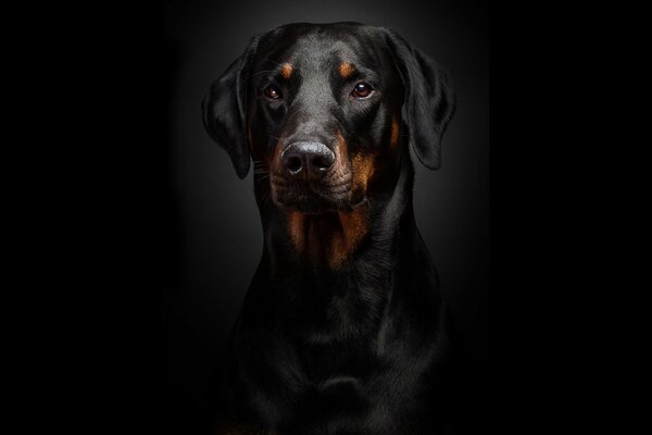 Magnificent Doberman on a black background