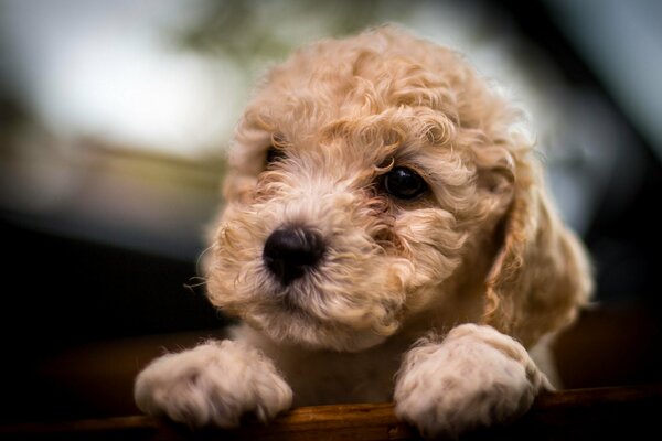 Museau mignon d un chiot de caniche bouclé