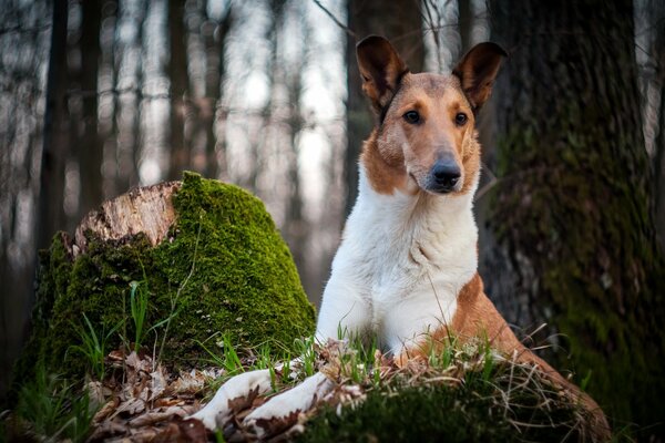 Best friend. Dog hunting in the forest