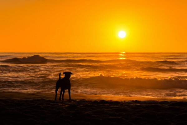 Beautiful sunset by the sea with a dog