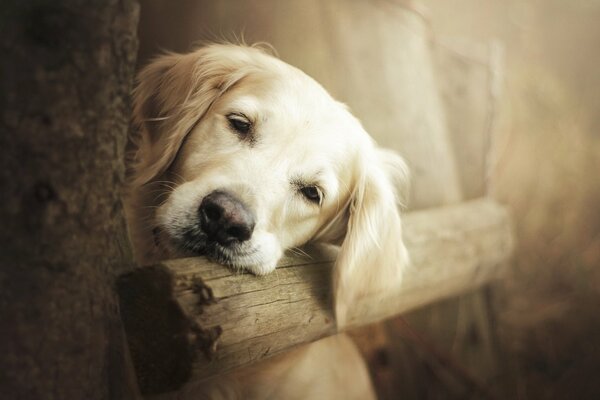 Perro triste apoyado en la valla