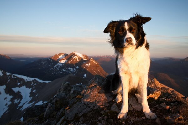 Chien noir et blanc au sommet d une montagne