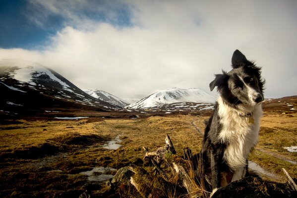 Un perro con una mirada fija en el fondo de las montañas