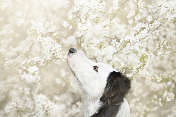 A dog s view of the flowering of trees