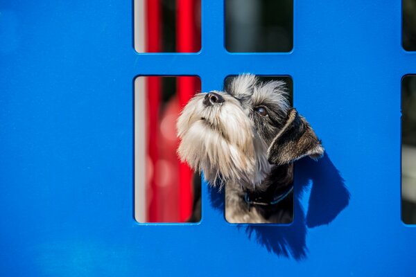 Perro. la mirada de un amigo devoto