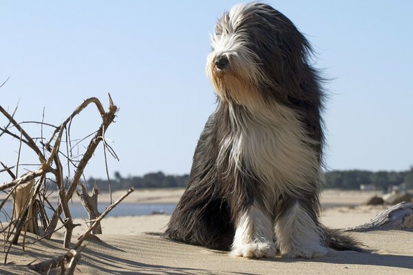 Chien au bord de la mer