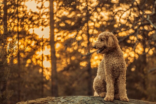 Hund Blick Freund Wald