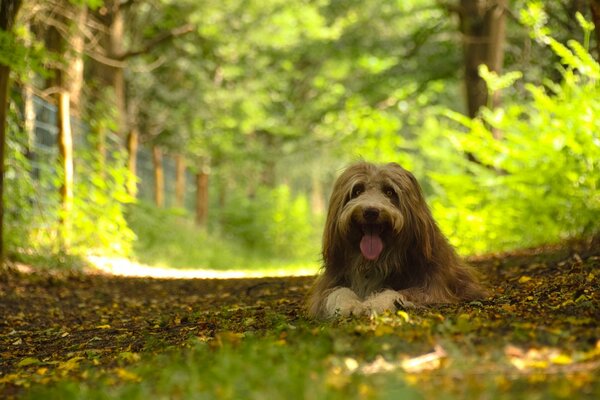 A shaggy dog in a green forest