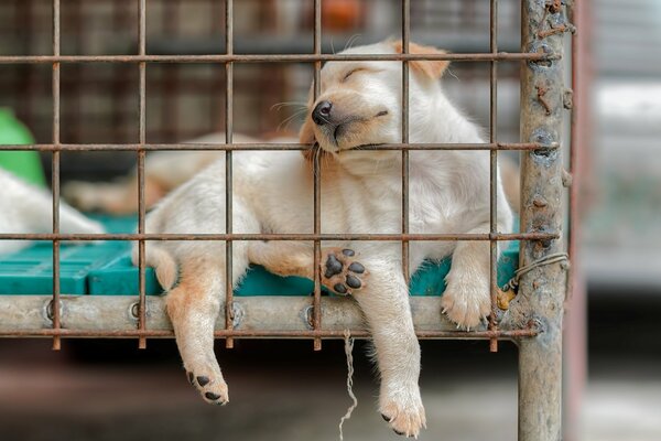 El perro duerme en una jaula