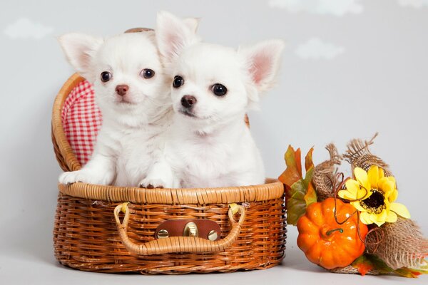 Cute white chihuahua puppies sitting in a basket