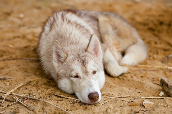 The sad look of a furry friend