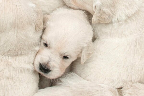 Cachorro blanco entre perros grandes