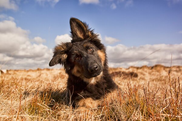 Cute dog looks at the side