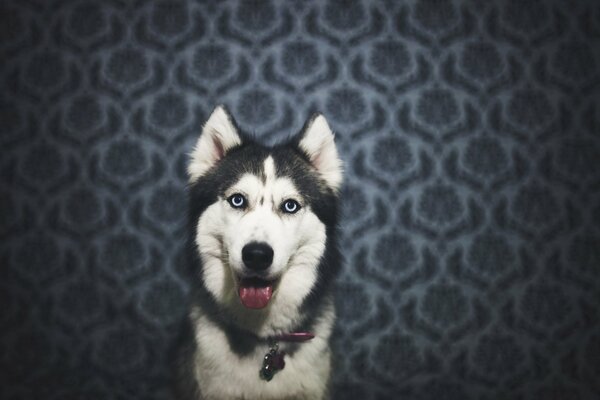 Der Husky schaut mich an, während er seine Zunge herausstreckt