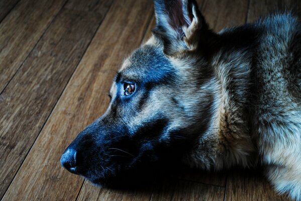 Chien de berger regarde un regard triste