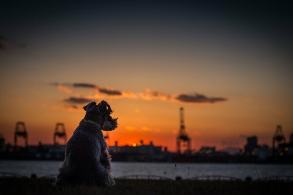 Chien sur fond de rivière pendant le coucher du soleil