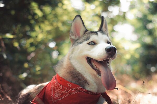 Macro Shooting Husky en la naturaleza