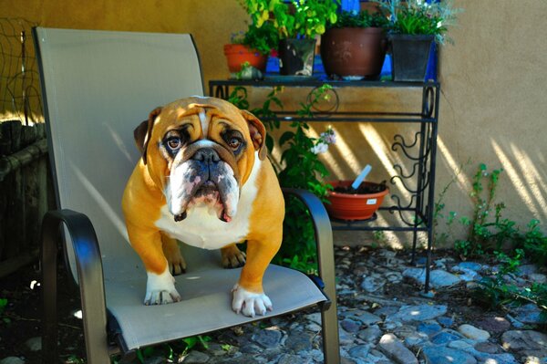 Bulldog inglese seduto su una sedia