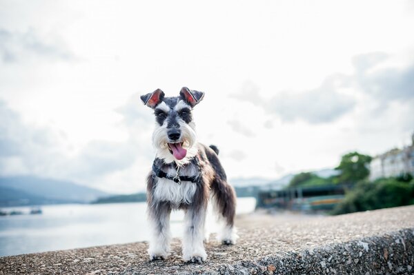 Terrier en el paseo marítimo de la orilla del río