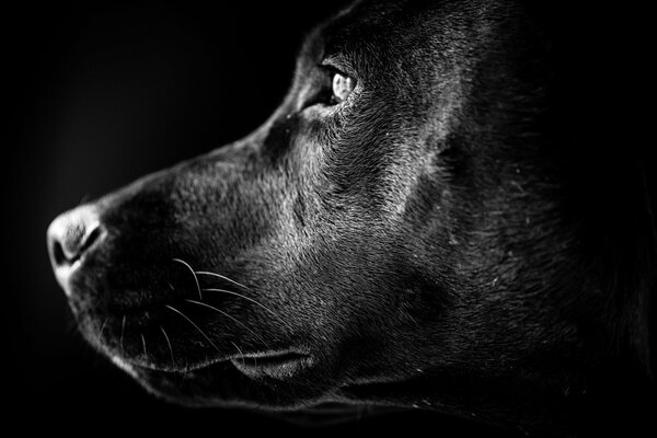 The thoughtful look of a labrador