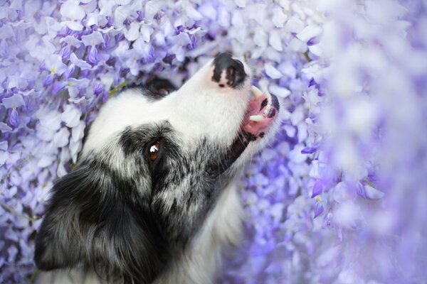 Le chien admire et apprécie le regard sur la beauté etc.