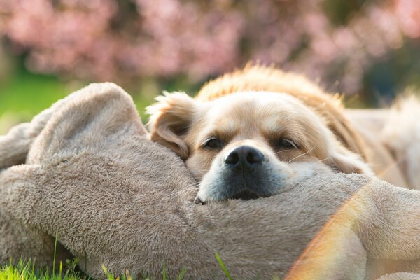 Chien léger dormant sur le jouet