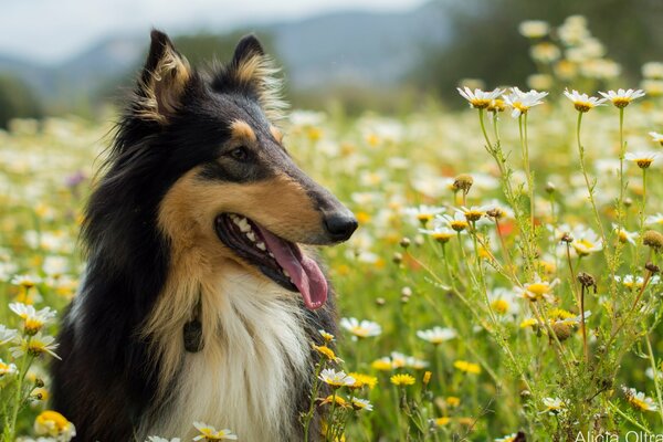 A dog in a blooming meadow in summer