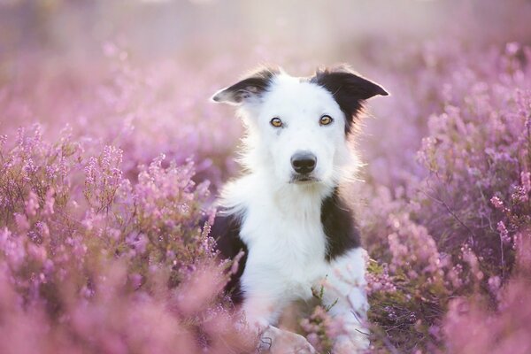 Chien dans un beau champ d été