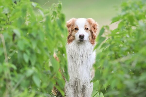 The dog is waiting for the owner