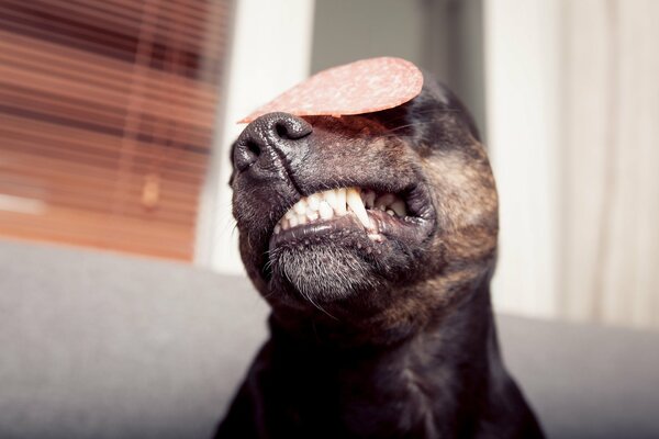 Un perro se retuerce la cara porque lleva una salchicha