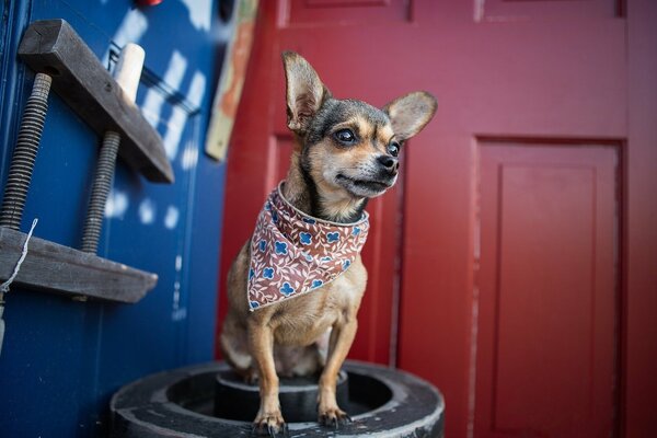 A dog in a bandana. The right view