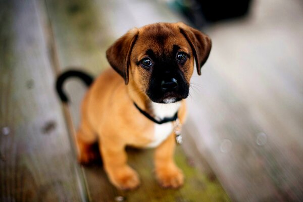 Cachorro Staffordshire Terrier americano