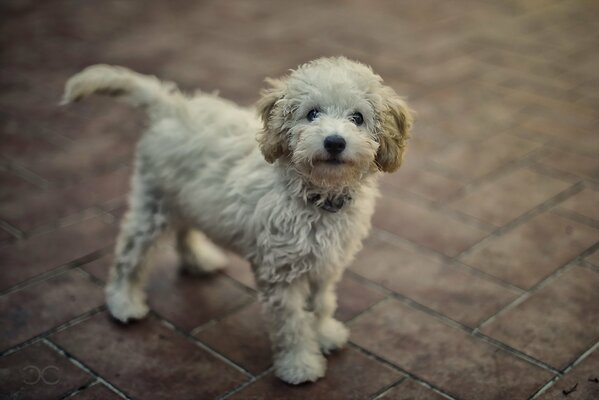 The happy look of a dog, a human friend