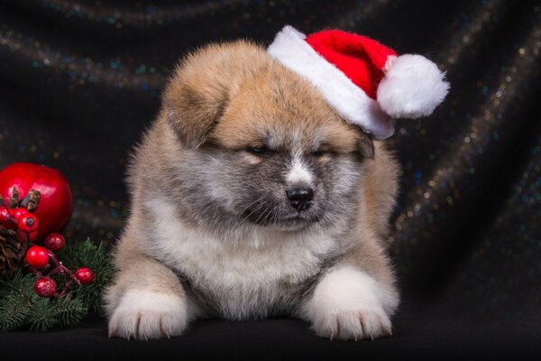 Petit chiot avec chapeau de Noël sur fond noir