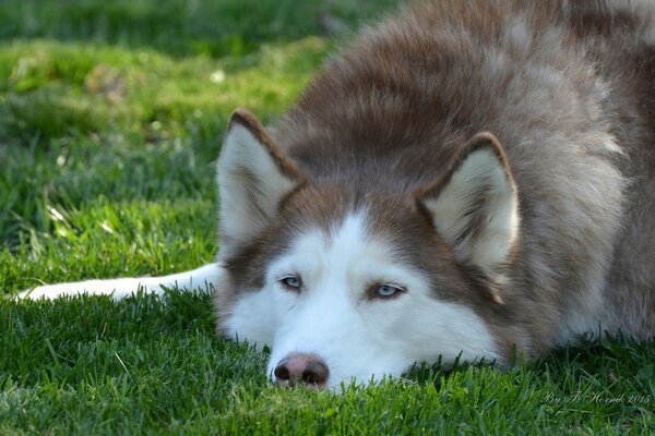 Husky dog on a green lawn in summer