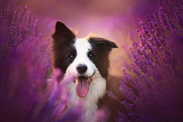 Chien de race border Collie à la lavande