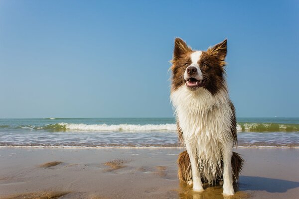 Perro mojado en la orilla del mar