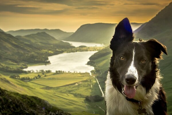 Vue d un chien mignon sur le fond d un beau paysage