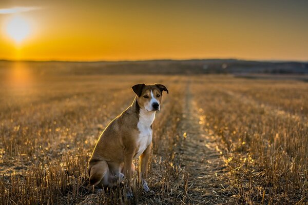 Evening field dog s view