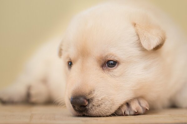 A white puppy with a cute face