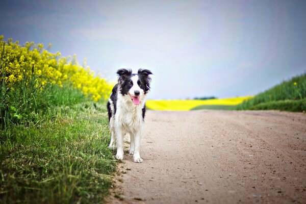 Perro en la carretera cerca de un campo con flores amarillas