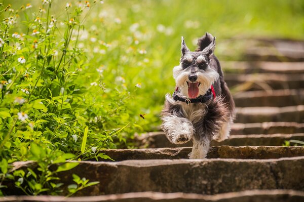 Perro corriendo por la pista entre la hierba