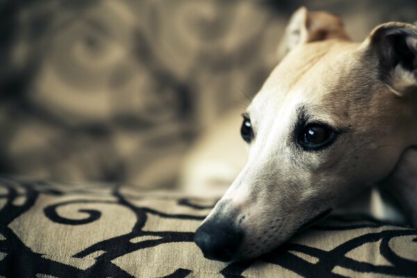 A dog with a devoted look lies on a pillow, a close-up photo