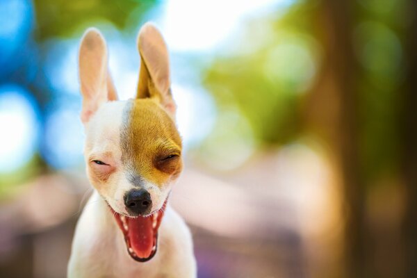 Ein lächelnder Hund ist der beste Freund