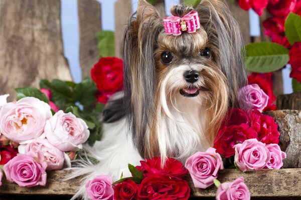 Pequeño perrito peludo con un lazo entre las rosas