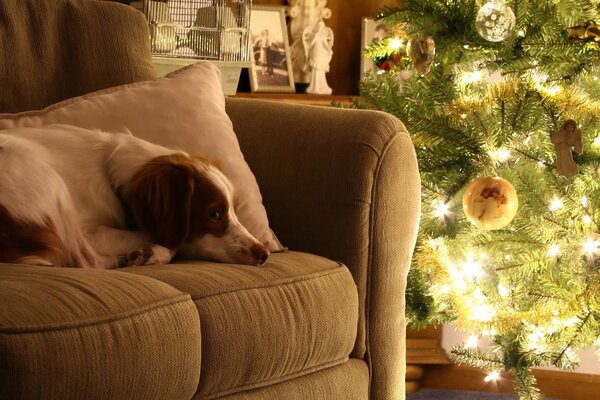 Der Hund schaut auf die Weihnachtsbeleuchtung, während er auf der Couch liegt