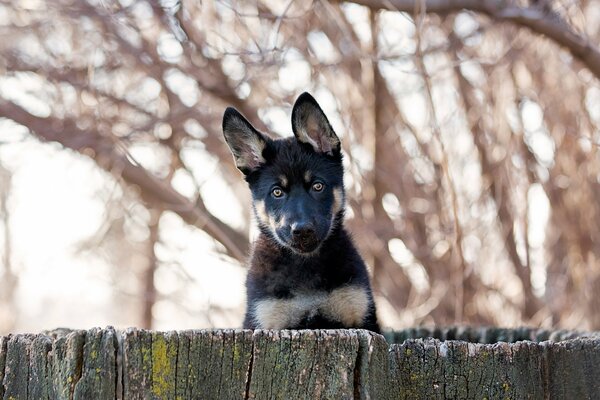 El perro Mira a través de la cerca con las orejas levantadas