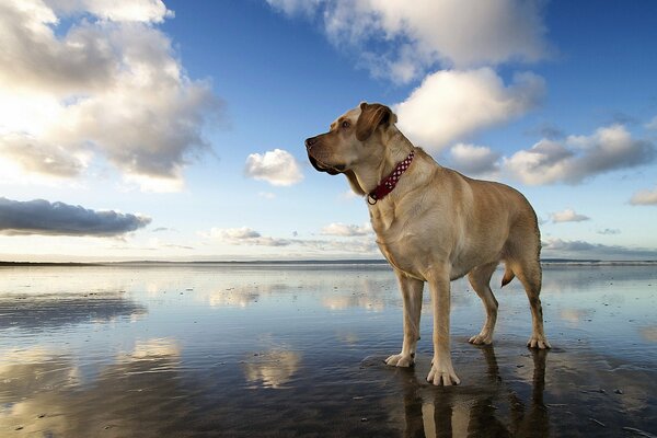 Blick des Hundes auf Himmel und Flusshintergrund