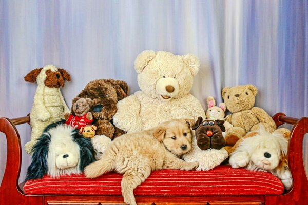 Stuffed toys and a dog on a red sofa