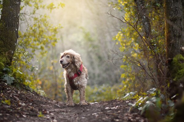 Cane sul sentiero in letschu ai raggi del sole